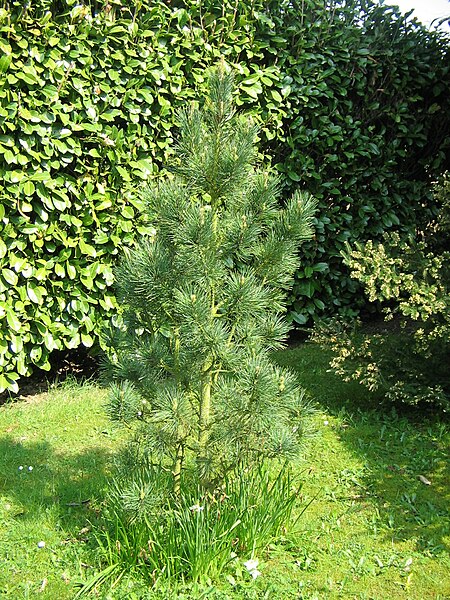 File:Pinus cembra02.jpg