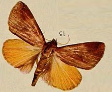 Pl.13-15-Dermaleipa nubilata = Thyas nubilata (Голландия, 1920) .JPG