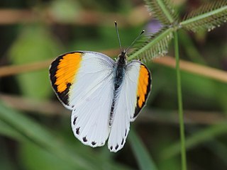 <i>Colotis aurora</i> Species of butterfly