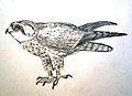 Falco biarmicus feldegii