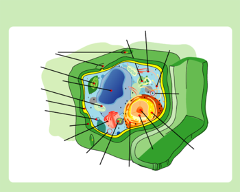 Na tomto obrázku rastlinnej bunky je bunková stena znázornená zeleno. (Pod ňou je žltým označená cytoplazmatická membrána)