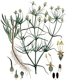 Illustration showing overall plant morphology, including flowers and seeds. Plantago arenaria, Flora Batava, V16.jpg