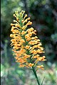 Platanthera × channellii