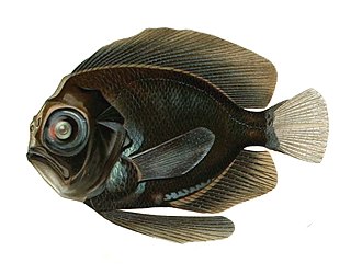 <span class="mw-page-title-main">Caristiidae</span> Family of fishes