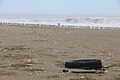 Playa San Pedro, Lurín: muchas aves marinas mirgantes y locales descansan en esta playa, llena de basura.