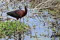 Paynes Prairie, Florida