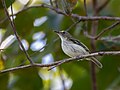 Poecilotriccus senex Buff-cheeked Tody-Flycatcher; Machadinho d'Oeste, Rondônia, Brazil.jpg