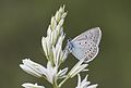 * Nomination Wing upperside of a male Amanda´s Blue (Polyommatus amandus). Adana, Turkey. --Zcebeci 19:14, 21 June 2016 (UTC) * Promotion This one looks OK. Pretty good sharpness and composition. Part of the flower obscures a small part of the insect but that cannot be helped. QI. --Peulle 23:54, 21 June 2016 (UTC)