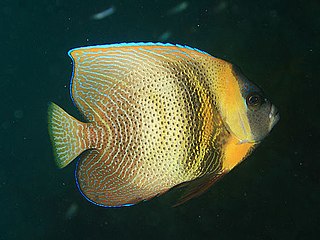 <i>Pomacanthus zonipectus</i> Species of fish