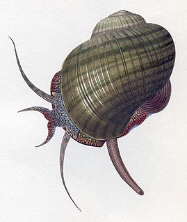 <i>Pomacea paludosa</i> Species of gastropod