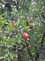 Pomegranate tree, Kullu district, Himachal Pradesh, India. Cultivation of pomegranate had also disappeared from the Kullu-Manali Valley, but it is coming back now.