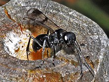 Pompilidae - Dipogon variegatus.JPG