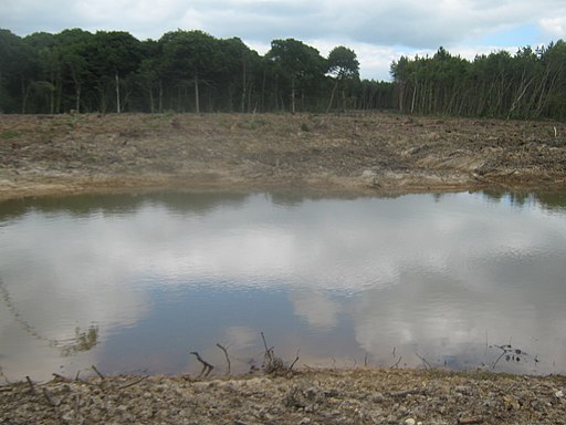 Pond in Belce Wood - geograph.org.uk - 1958576