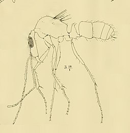 Ponera leptocephala Ponera leptocephala Emery 1891 fig 3.jpg