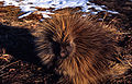 porcupines...