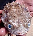 Porcupinefish2.jpg