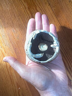 Hand holding a portobello mushroom (Agaricus bisporus)