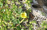 Potentilla frigida001a. 
 JPG