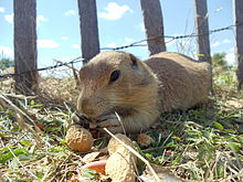 A black-tailed prairie dog eating a peanut Prairie Dog eating.jpg