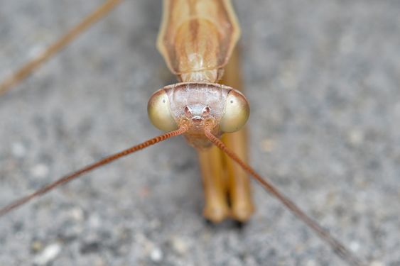 Praying Mantis (Mantis religiosa religiosa)