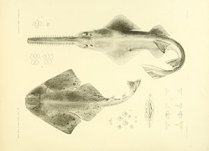 Pygmy saffron (above), including a Pacific angel shark (Squatina californica)