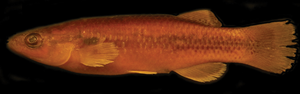 Profundulus punctatus, the type species of the genus