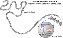 The Primary structure of a Protein is a chain of Amino acids.