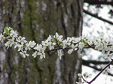 Prunus cerasifera0.jpg