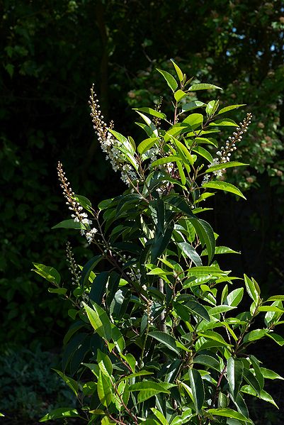 File:Prunus lusitanica A.jpg