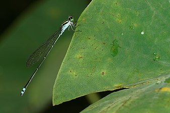 Yellow-Striped Blue Dart Pseudagrion indicum male