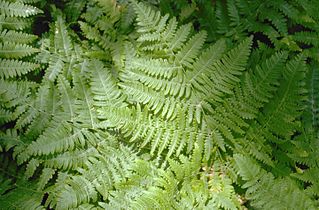 Pteridium aquilinum subsp pubescens