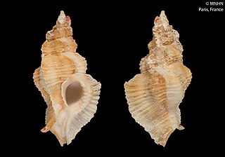 <i>Pterynotus laurae</i> Species of gastropod