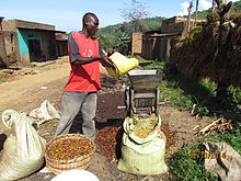 A man pulping coffee using machine in Mbale district in Uganda