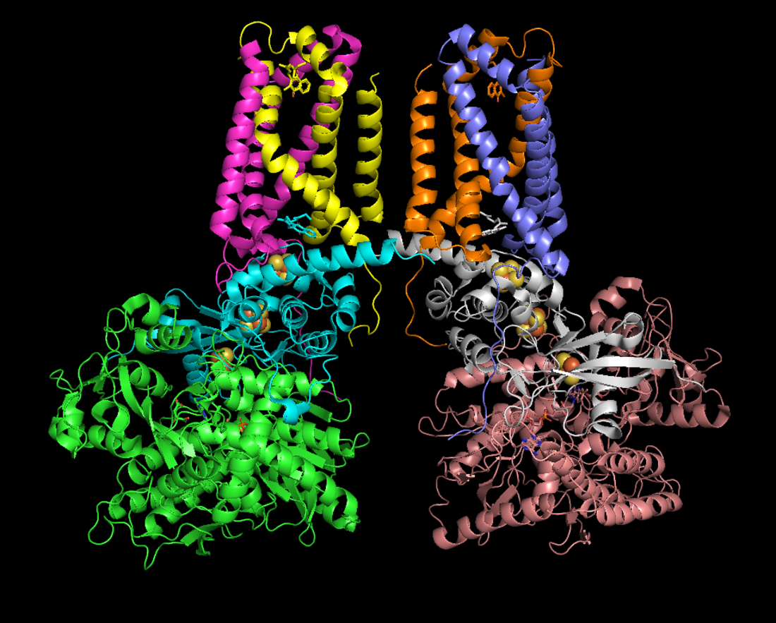 Fumarate reductase (quinol)