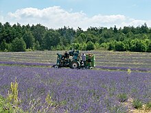 Colheita mecânica de lavanda