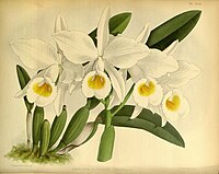 plate 388 Cattleya eldorado Cattleya wallisii