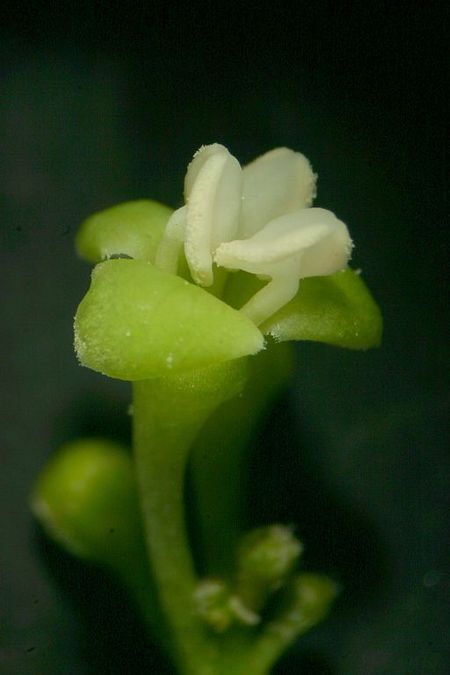 Tập_tin:RMM_475_Montiniaceae-Kaliphoraceae_Grevea_madagascariensis_Baill._Maintirano,_Phot._PG_27_02_08_IMG_2900.JPG