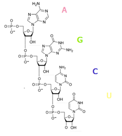 RNA polinukleotido.PNG