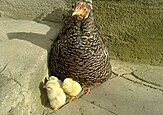 Mother hen with chicks