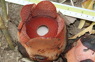 <i>Rafflesia consueloae</i> Species of flowering plant