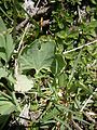 Ranunculus hybridus leaf