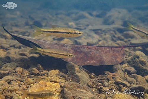 Rasbora dandia in a Western Ghat stream in India