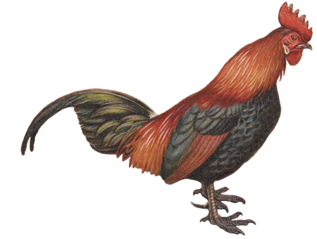 Tập_tin:Red_Junglefowl_by_George_Edward_Lodge_white_background.png
