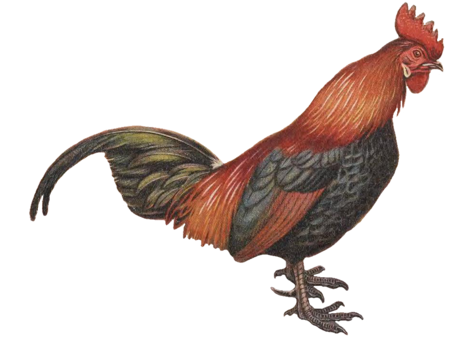 ไฟล์:Red_Junglefowl_by_George_Edward_Lodge_white_background.png