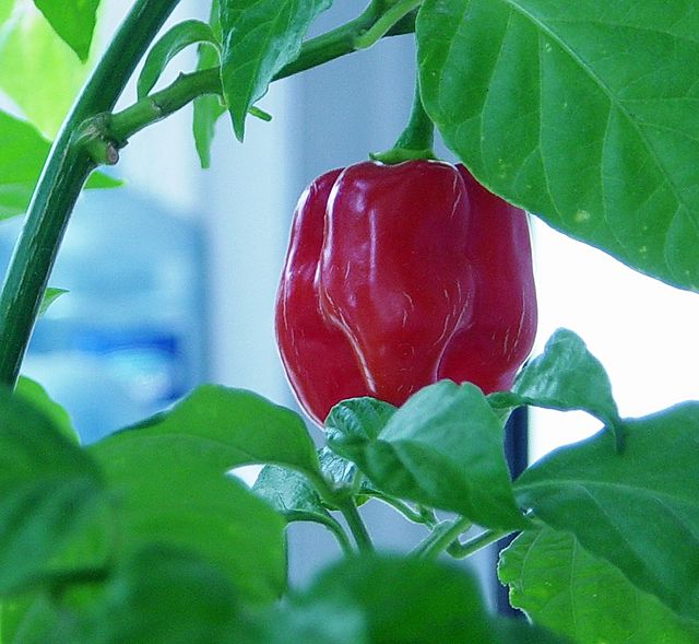 The Red Savina pepper, a hot chili.