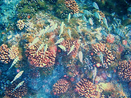 A reef teeming with colorful life