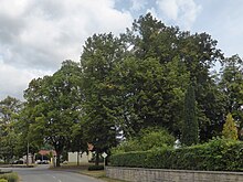 Linden in der Ortsmitte