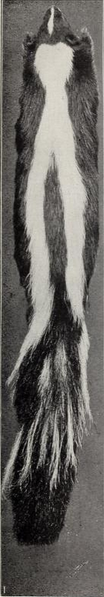 File:Revision of the skunks of the genus Chincha (1901) pl. 3 M. m. holzneri.png