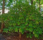 Rododendron calophytum 1. jpg