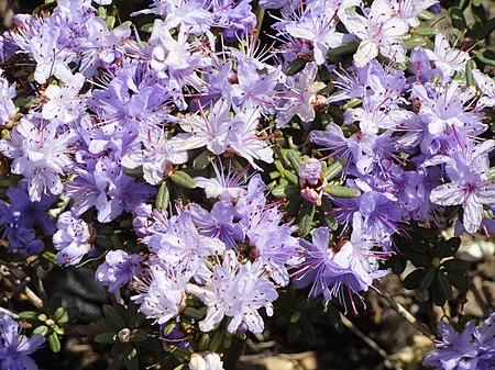 Rhododendron impeditum